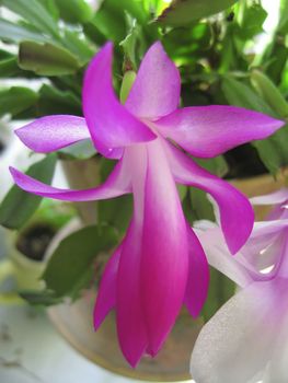 Cactus in bloom by pink color under the sunlight