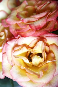 A roses background. Yellow to orange blossoms.