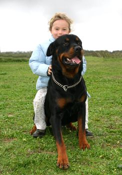 purebred rottweiler and his best friend little girl in a field