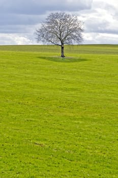 green meadow with tree and clouds