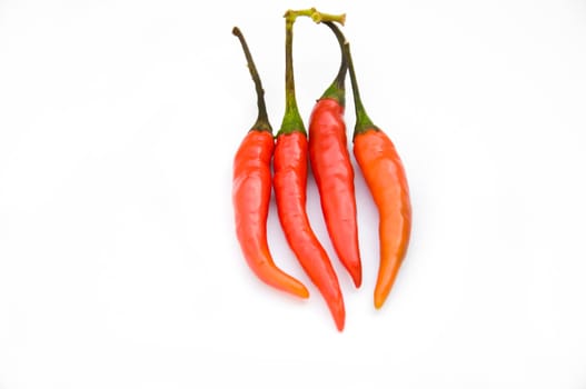 Red  chili on white background