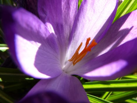 purple iris in bright sun light
