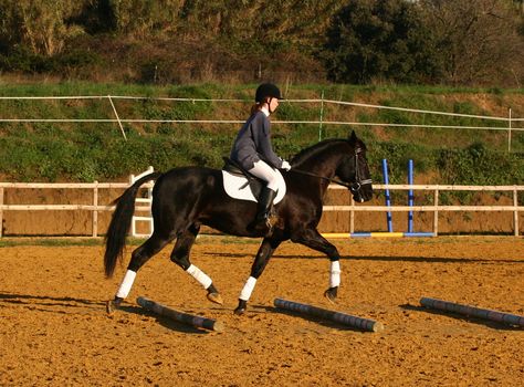 training in dressage for a black horse and her riding girl