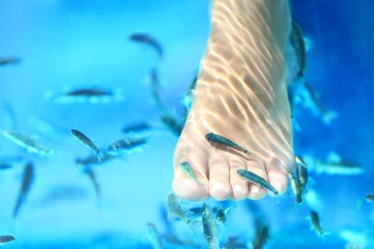 Fish spa. Rufa Garra fish spa pedicure massage treatment. Closeup of foot and fish in blue water. Woman foot and copy space.