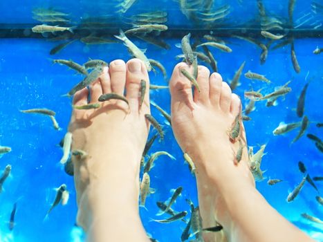 Fish spa pedicure. Rufa Garra fish spa pedicure massage treatment. Closeup of feet and fish in blue water. Female feet.