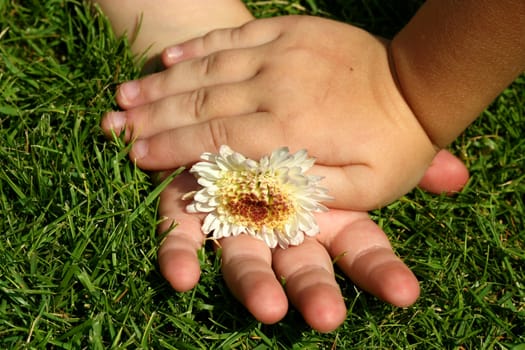two children's hands holding a flower