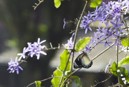 Butterfly collecting nectar from a purple flower in the morning light