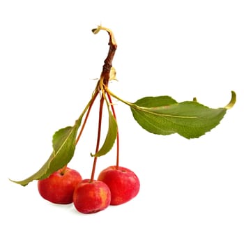 Three wild red apples on a branch with green leaves isolated on white background