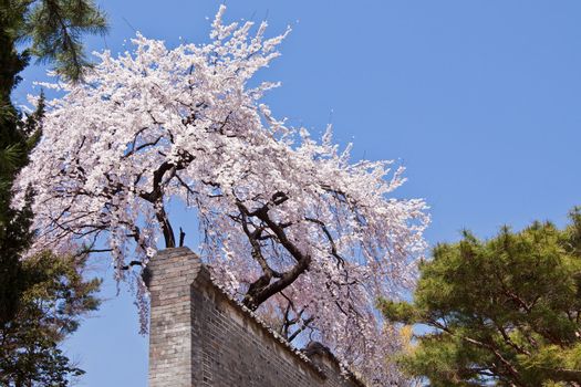 Blossoming cherry tree over an old brick wall in spring