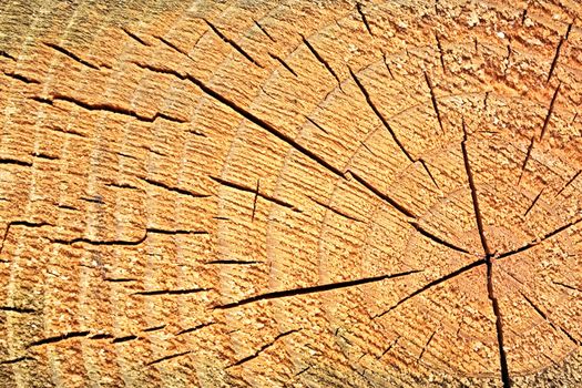 Close up of wooden stump with cracks