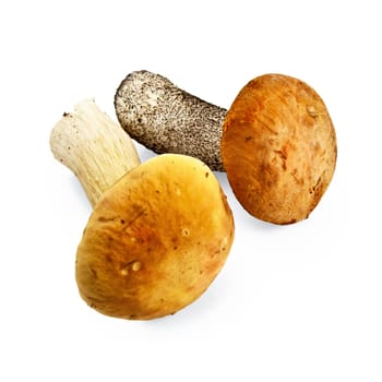 Cep with a yellow cap and orange-cap boletus with an orange hat isolated on white background