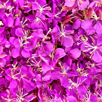 The texture of pink fireweed flowers