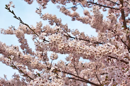 Branches of blooming cherry tree in spring