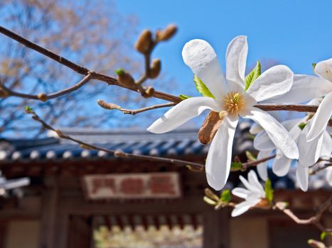 Single magnolia flower on in a yard of oriental traditional temple