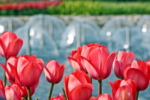 Red tulips with fountain on background 