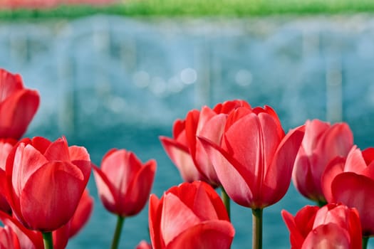 Red tulips with selected focus on blurry background