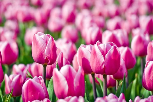 Many pink tulips with shallow depth of focus 