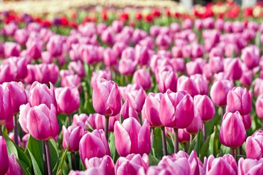 Pink tulips with shall depth of focus