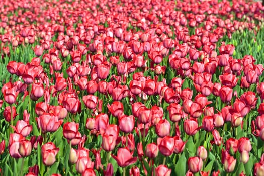 A field with red tulips with shallw depth of focus