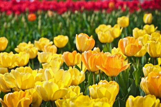 Yellow tulips with selected focus