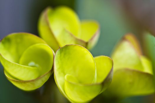 the young leves of euphorbia elegans plant in green color close up view