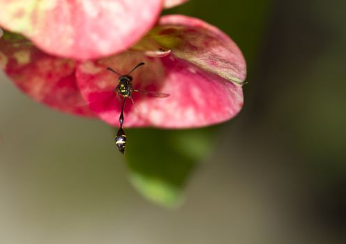 Stripped wasp seen at the euphorbia elegans flower petal