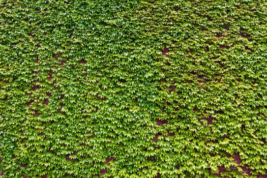 Background of lush green ivy leaves on a red brick wall in spring