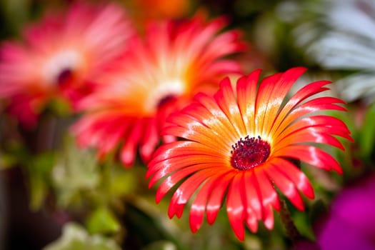 Beautiful flower of gerbera on blurry background