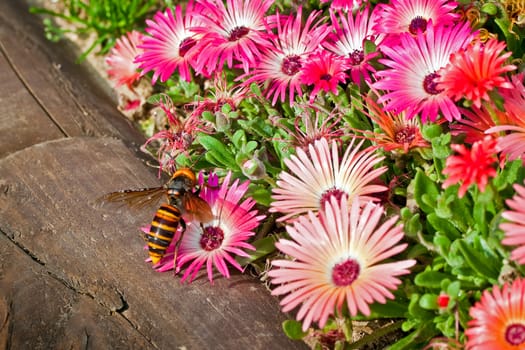 Big hornet on a pink gerbera flower