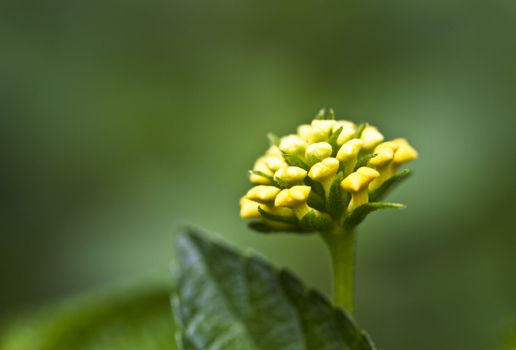 yellow flower surrounded by green background in the morning light