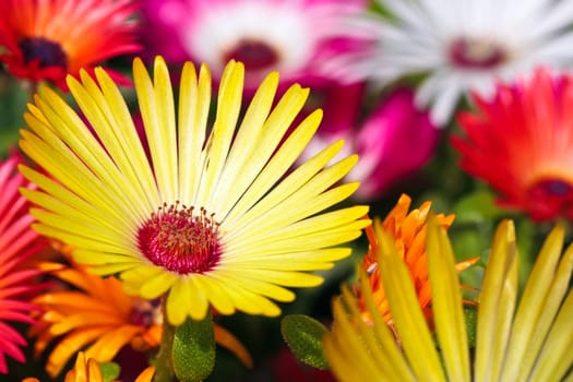 A beautiful yellow daisy flower on a flowers blurry backround