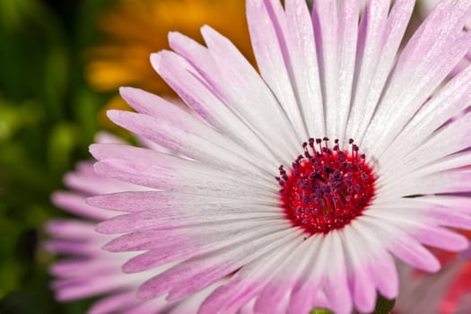 Close-up of a single beautiful daisy flower