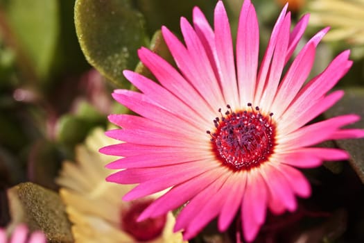 Close-up of a single beautiful daisy flower on a blurry background