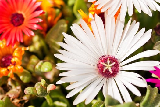 Close-up of a white daisy among plants and flowers