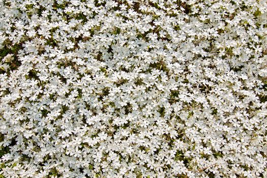 Small white flowers background