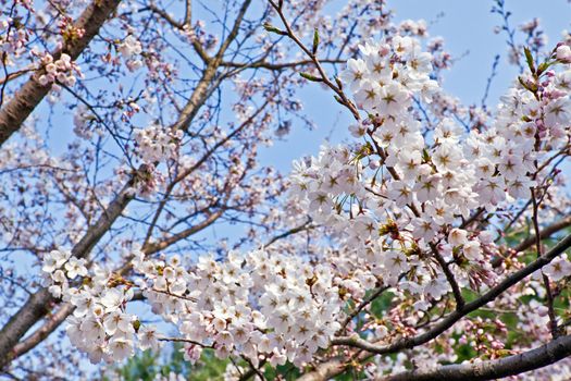 Branches of blooming cherry in spring