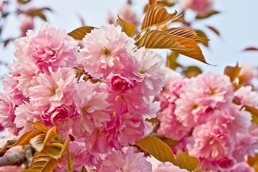 Iinflorescence of pink flowers