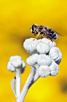 Close-up of a fly on a yellow background 