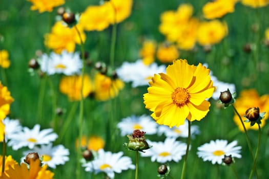 Beautiful yellow flower on a meadow in a sunny day