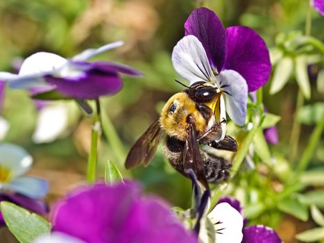 Bumblebee on a flower in a sunny day