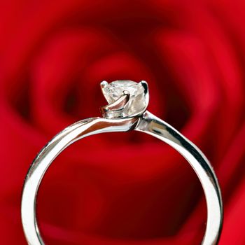 ring with red rose background