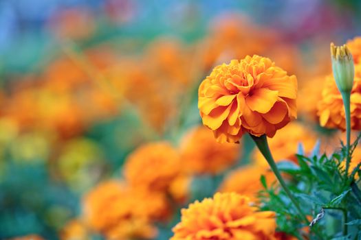 Close-up of a beautiful orange flower on blurred plants background