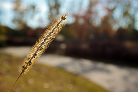 Fluffy grass head on a blurry background in autumn 