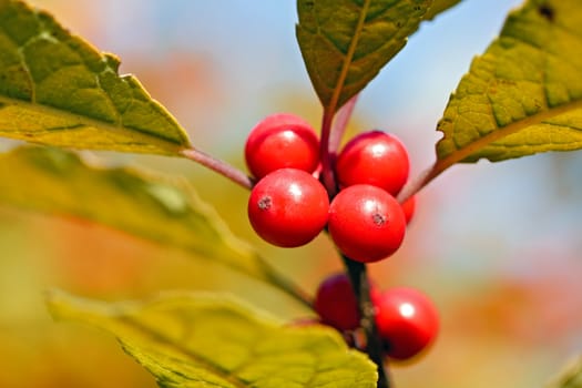 Smal red berries on a twig on blurry background