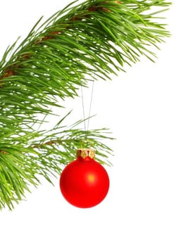 decoration ball on pine branch, white background