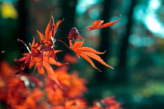 Fading red leaves of japanese maple in autumn