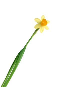 Closeup of beautiful yellow daffodil with long stem on white background. Isolated with clipping path