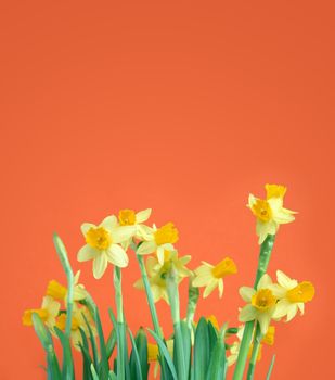 Bunch of yellow daffodil flowers on red background with free space for text