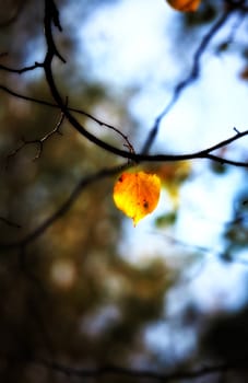 lonely aspen autumn leaf