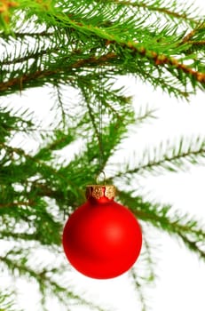 red decoration ball on spruce branch, isolated on white
